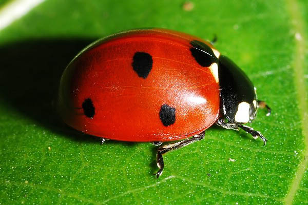 coccinella_septempunctata_3.jpg