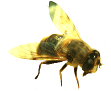 pszczoa