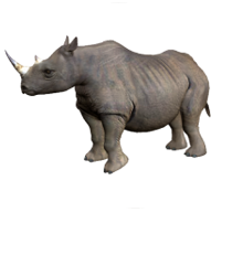 Nosoroec