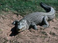 krokodyl
