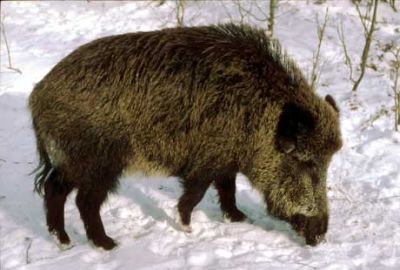 dzik