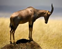 Antylopa