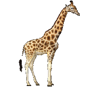 yrafa