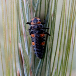 Larwa Biedronki koreaskiej