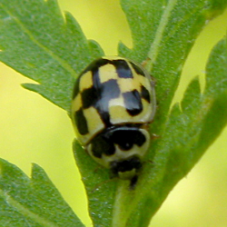 Biedronka Wrzecika