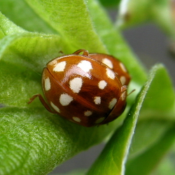 Biedronka Czternastoplamka