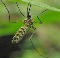 Komar