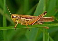 Konik polny