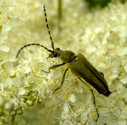 Kzka Leptura zielona