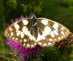 Motyl Polowiec