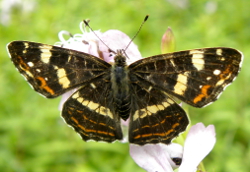 Motyl Pokonnik