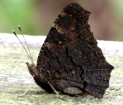 Motyl Rusaka pawik