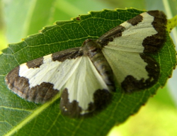 Motyl Bielinkowaty