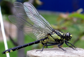 Waka