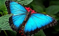 motyl